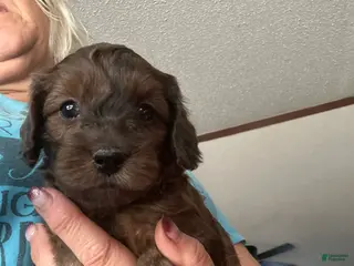 Mini Goldendoodle dogs Chilli - Ad 4