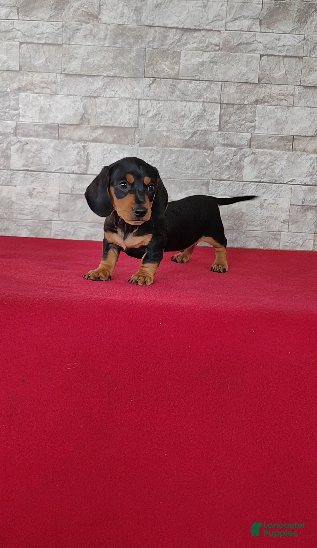 Miniature Dachshund dogs Brady - Ad 2