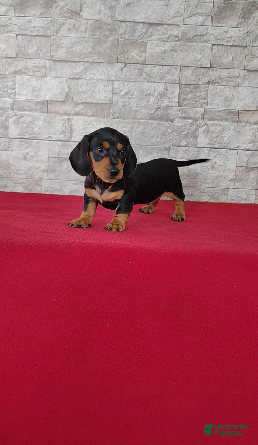 Miniature Dachshund dogs for sale: Brady - Ad 2