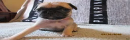 Pug dogs for sale: Pug Puppy 2 - Ad 5