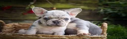 French Bulldog dogs for sale: 🐾 Meet Knox — A Happy Little Frenchie with Plenty of Love to Give! 🐾 - Ad 29