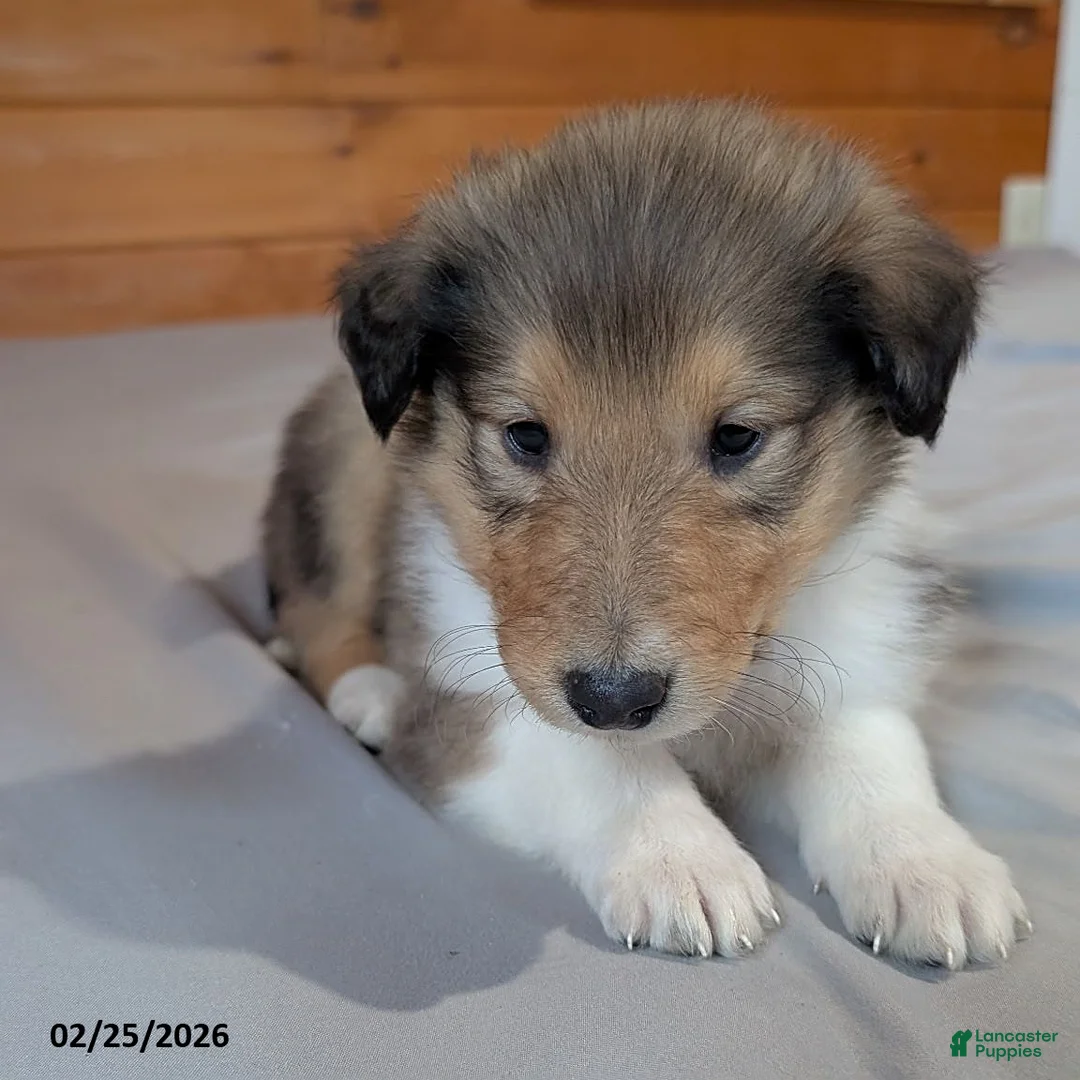 Collie dogs for sale: Prince   - Ad 2