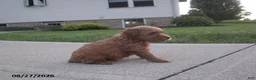 Yorkiepoo dogs for sale: George - Ad 4