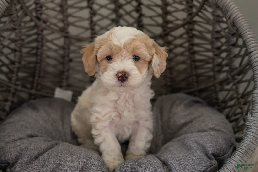 Cockapoo dogs for sale: Bella - Ad 1