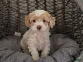 Cockapoo dogs for sale: Bella - Ad 2