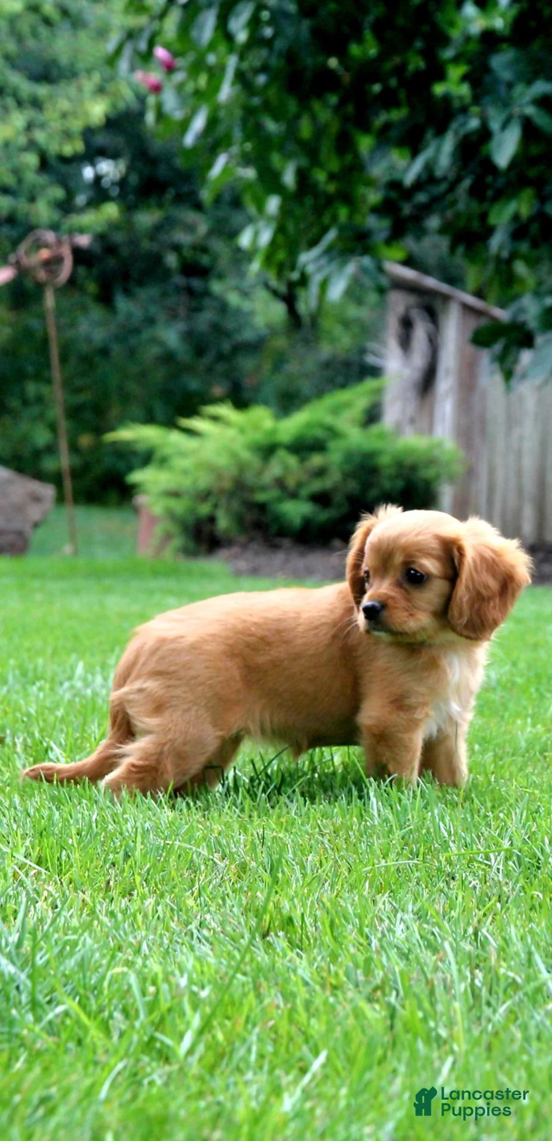 Cavapoo dogs for sale: Ruby - Ad 2