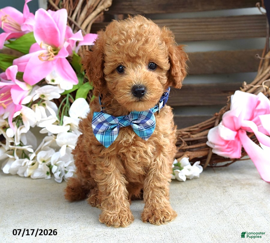 Cavapoo dogs for sale: Mickey - Ad 1