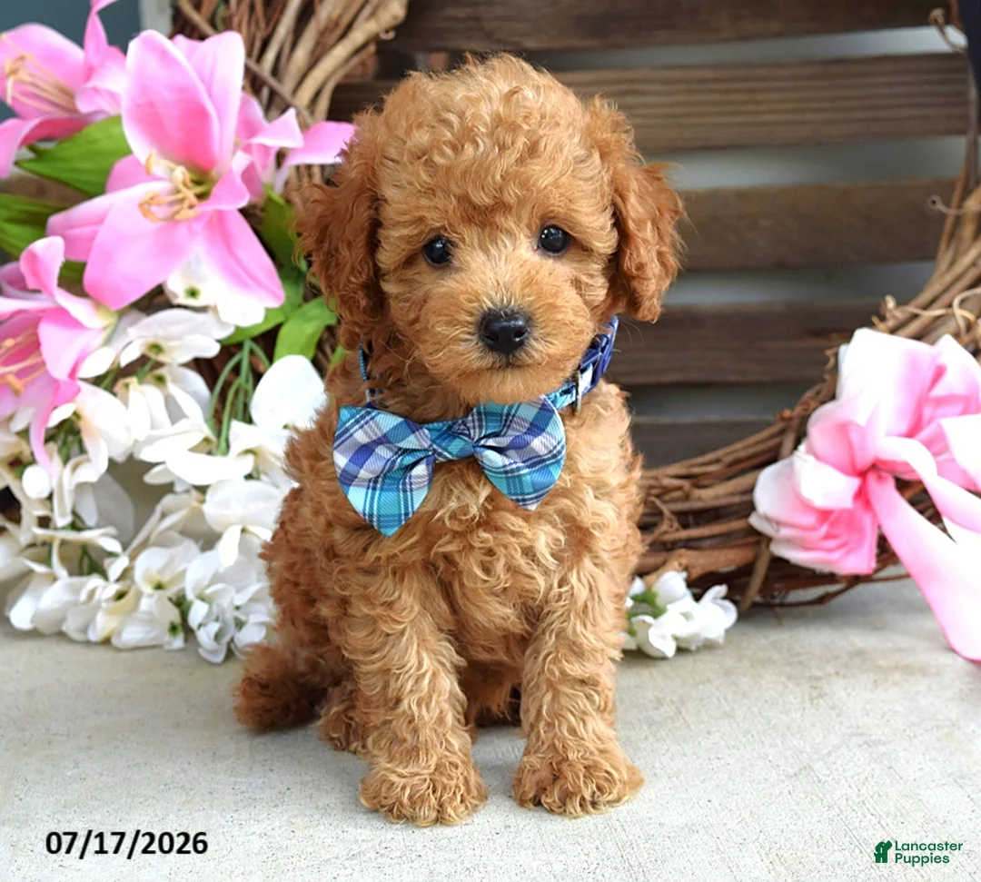 Cavapoo dogs for sale: Mickey - Ad 1