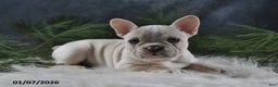 French Bulldog dogs for sale: Charlotte - Ad 4