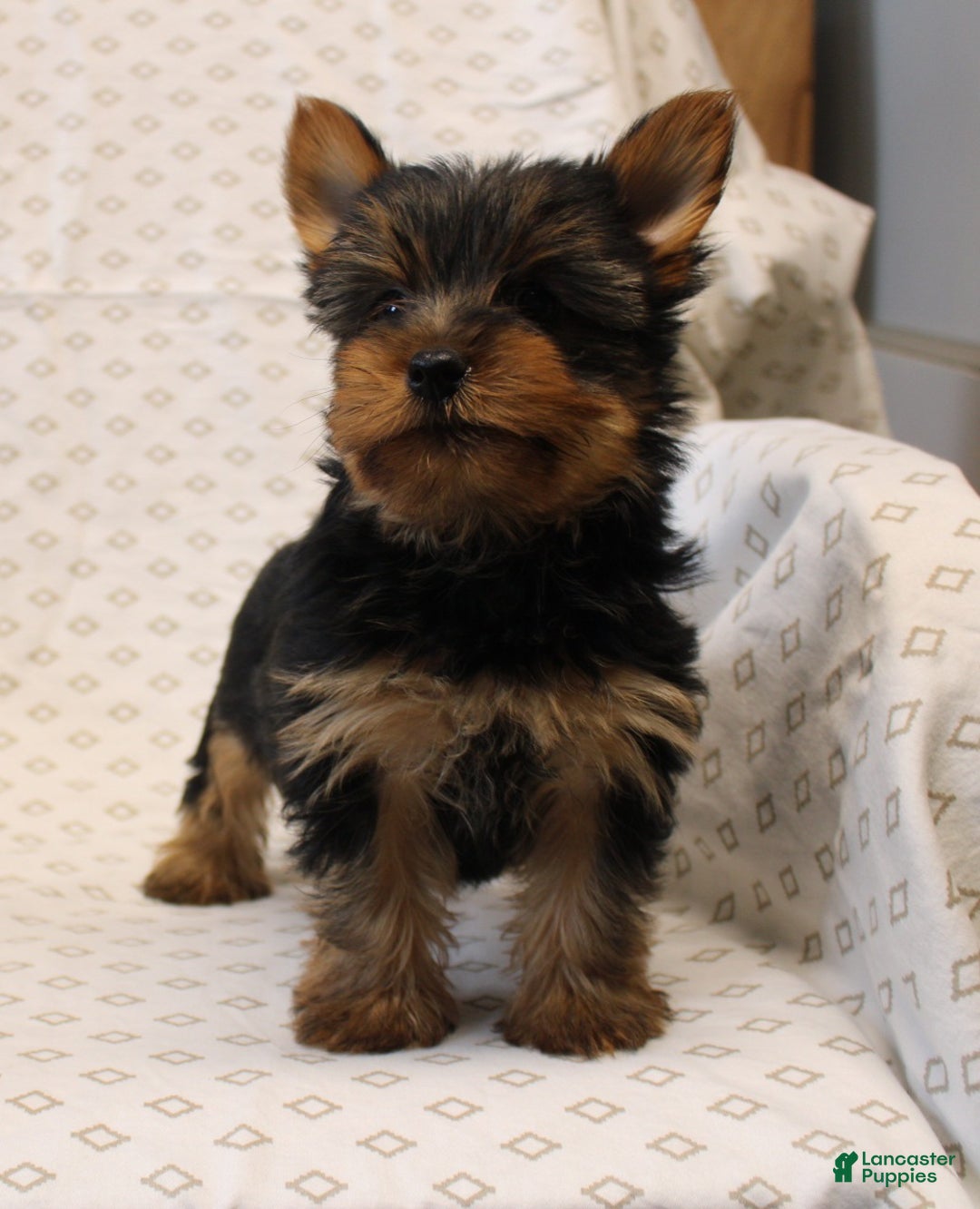 Yorkshire Terrier dogs for sale: Diamond - Ad 6