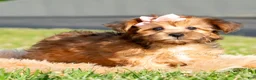 Yorkiepoo dogs for sale: Ella - Ad 4