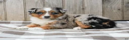 Australian Shepherd dogs for sale: Ranae - Ad 2