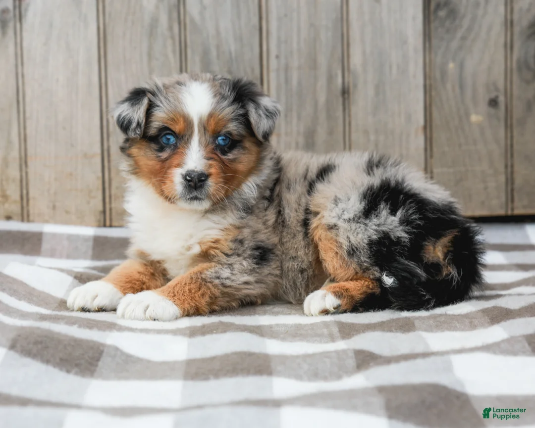 Australian Shepherd dogs for sale: Ranae - Ad 2