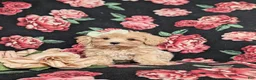 Maltipoo dogs for sale: Emerson 6 lbs Full Grown - Ad 5