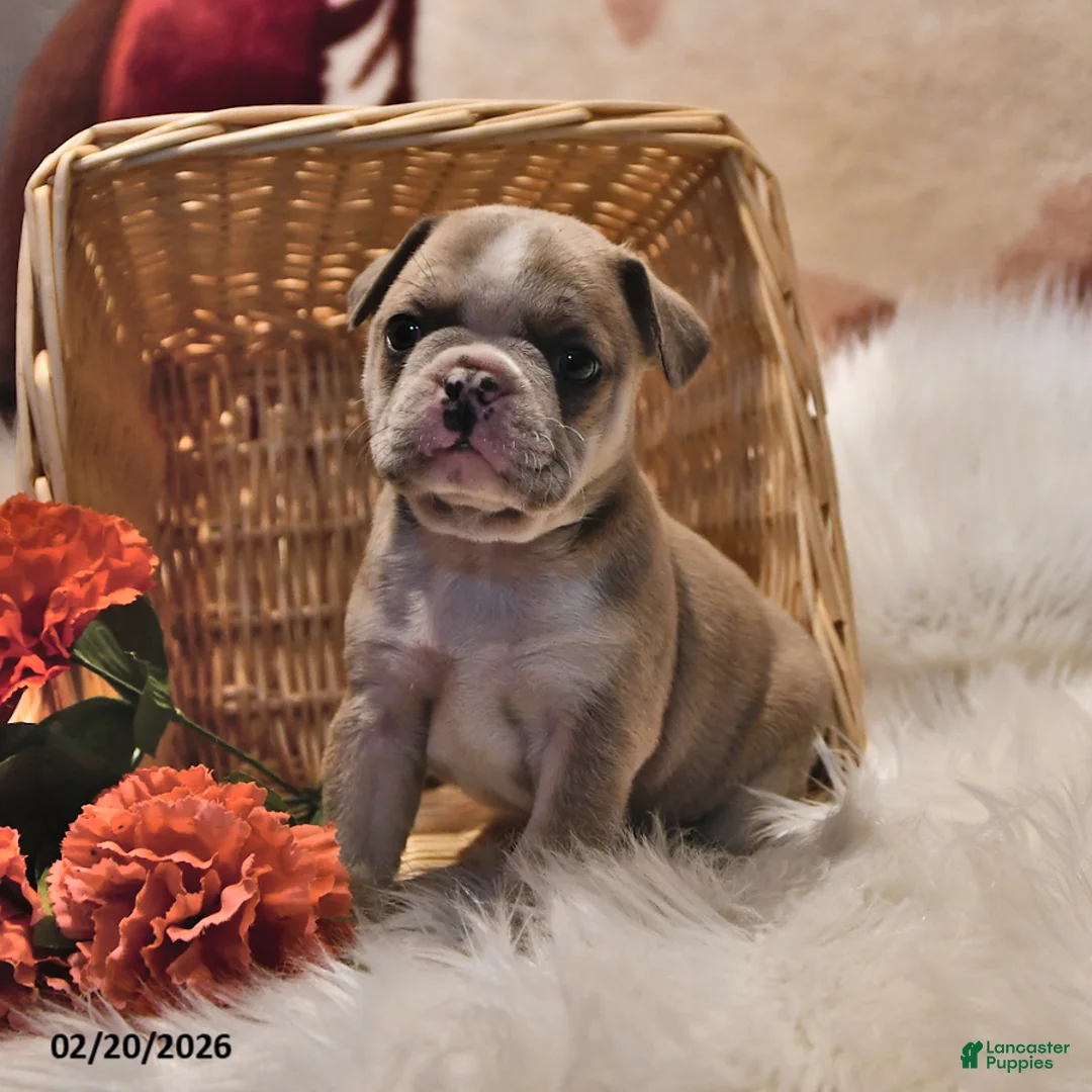 Frenchton dogs for sale: Eyeshadow  - Ad 4