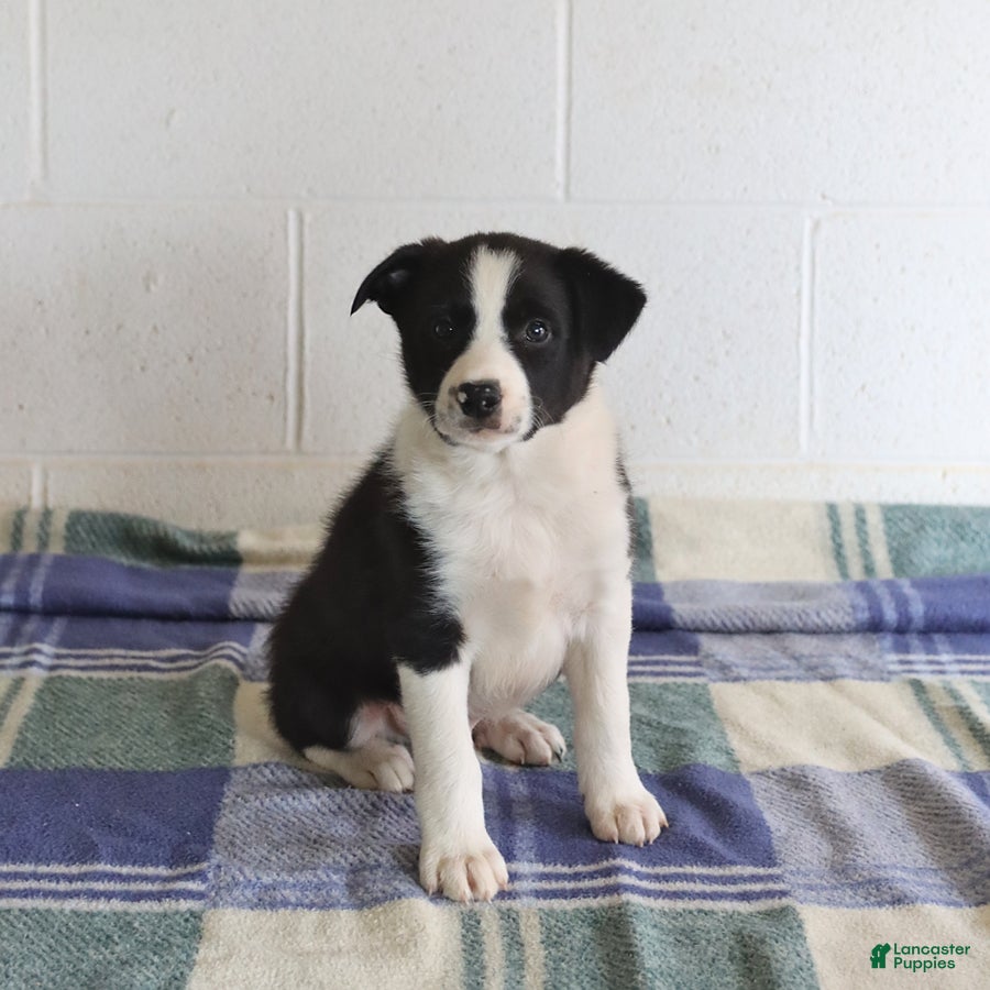 Border Collie dogs Dash - Ad 2