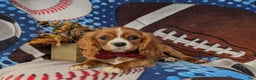 Cavalier King Charles Spaniel dogs for sale: Tanner - Ad 5