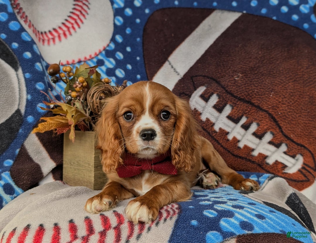 Cavalier King Charles Spaniel dogs for sale: Tanner - Ad 5