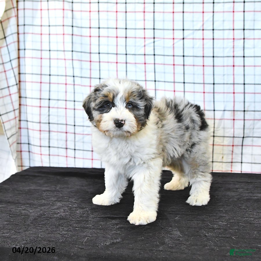Mini Aussiedoodle dogs Watson - Ad 2