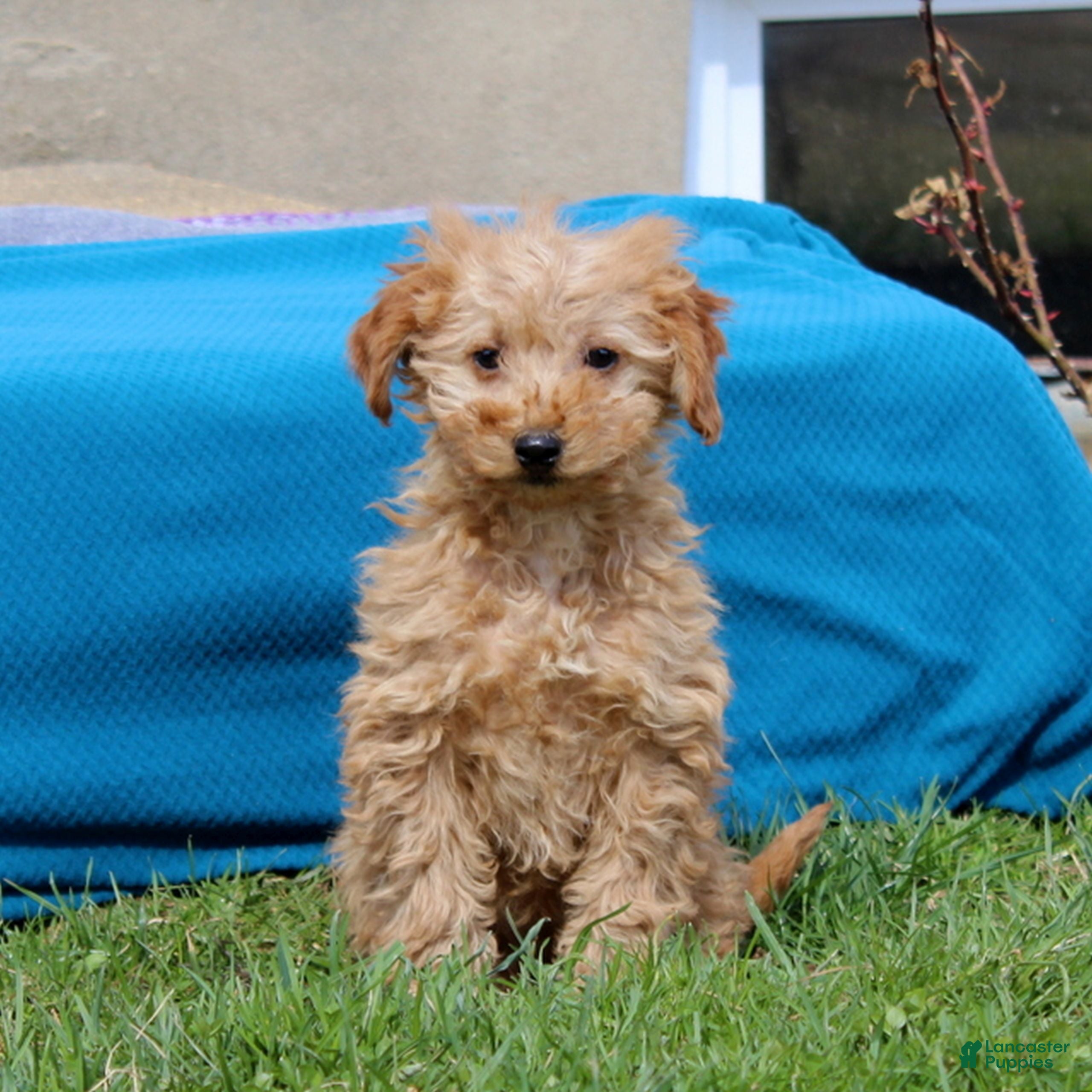 Mini Goldendoodle dogs Dolly - Ad 1