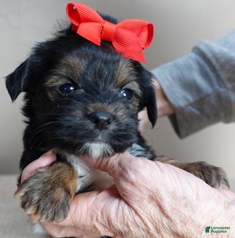 Yorkshire Terrier dogs Kismet black face - Ad 19