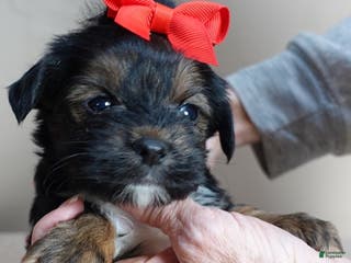 Yorkshire Terrier dogs Kismet black face - Ad 14