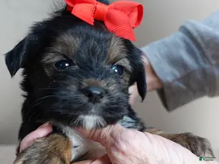 Yorkshire Terrier dogs Kismet black face - Ad 5