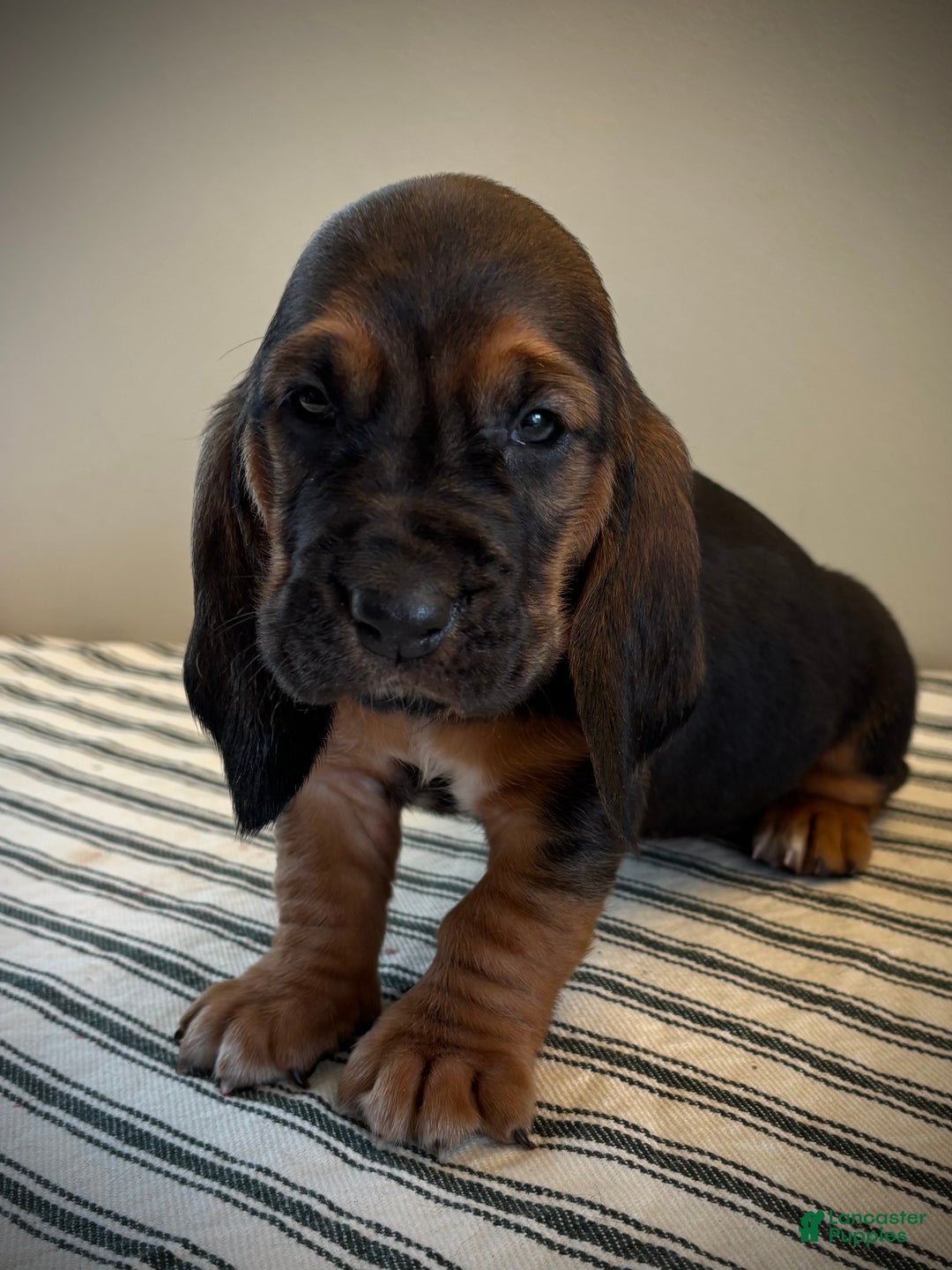 Basset Hound dogs for sale: Jovie - Ad 1