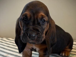 Basset Hound dogs Jovie - Ad 31