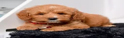 Mini Goldendoodle dogs for sale: Mr. Lionel - Ad 4