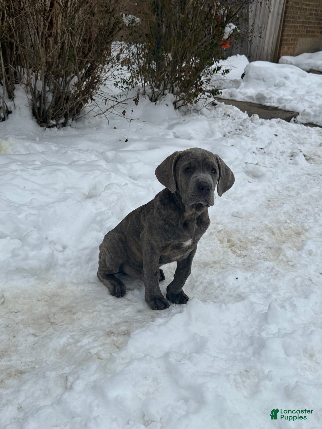 Cane Corso dogs for sale: Cane Corso Puppy 2 - Ad 3