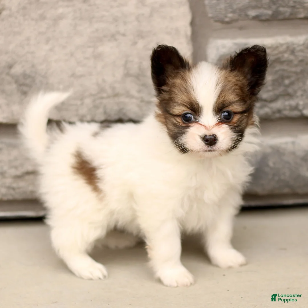 Papillon dogs for sale: Celeste  - Ad 1