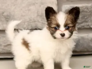 Papillon dogs for sale: Celeste - Ad 1