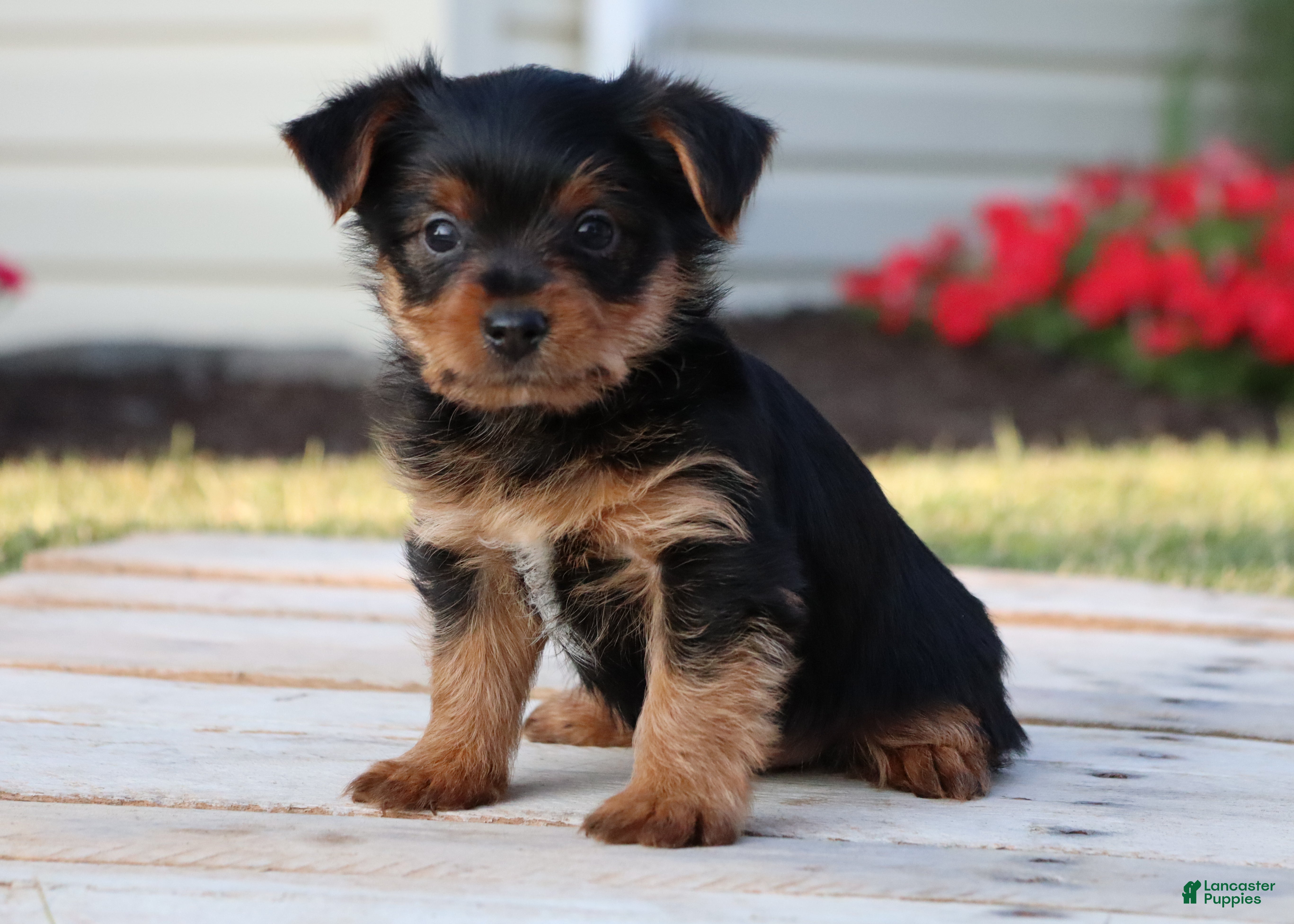 Yorkshire Terrier dogs Cola - Ad 1