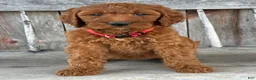 Irish Doodle dogs for sale: Brooklyn - Ad 1