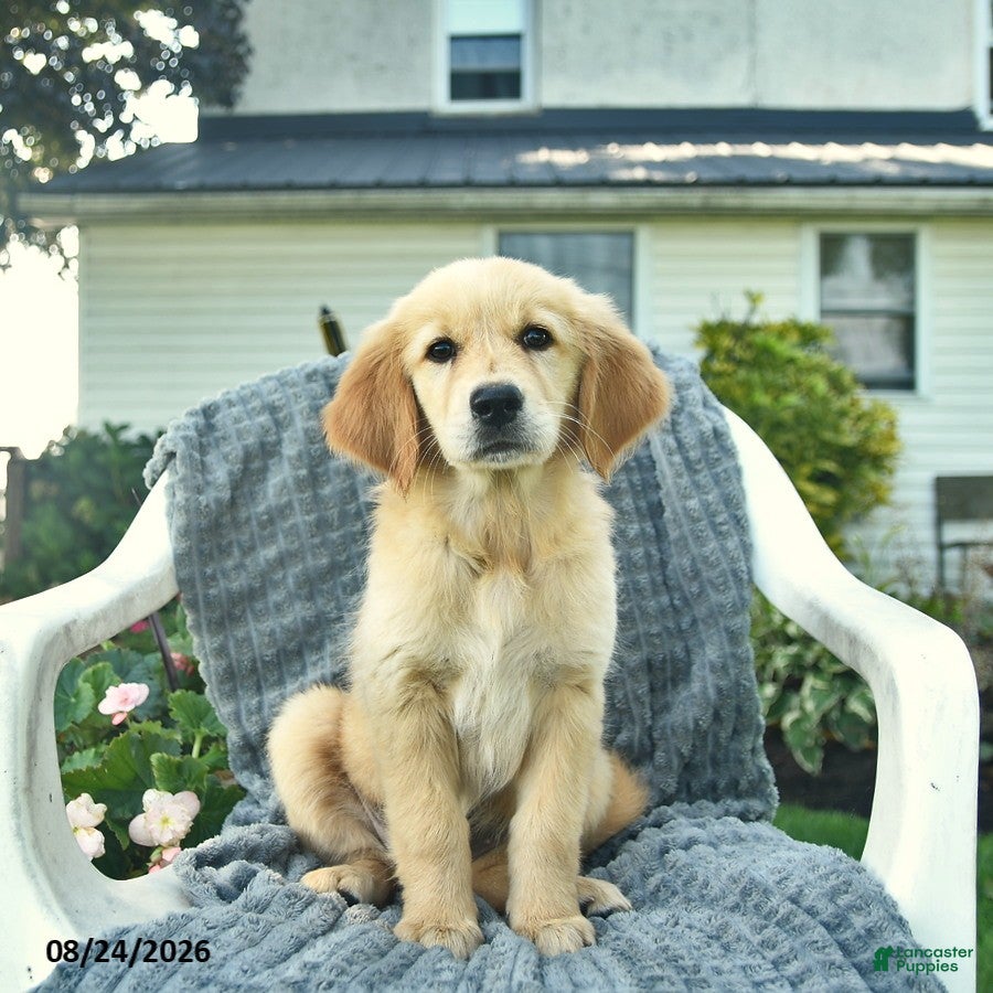 Golden Retriever dogs for sale: Alice  - Ad 3