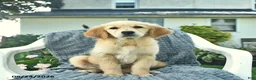 Golden Retriever dogs for sale: Alice  - Ad 1