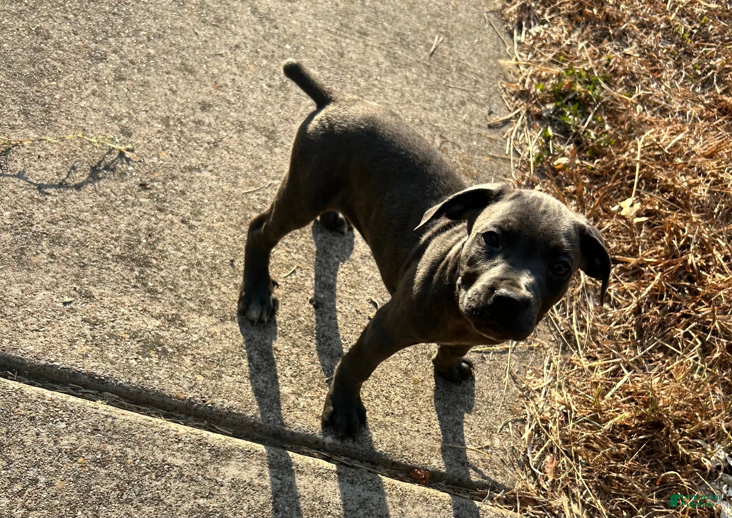 Cane Corso dogs Cane Corso 5 - Ad 41