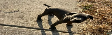 Cane Corso 5