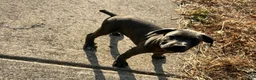 Cane Corso dogs for sale: Cane Corso 5 - Ad 1