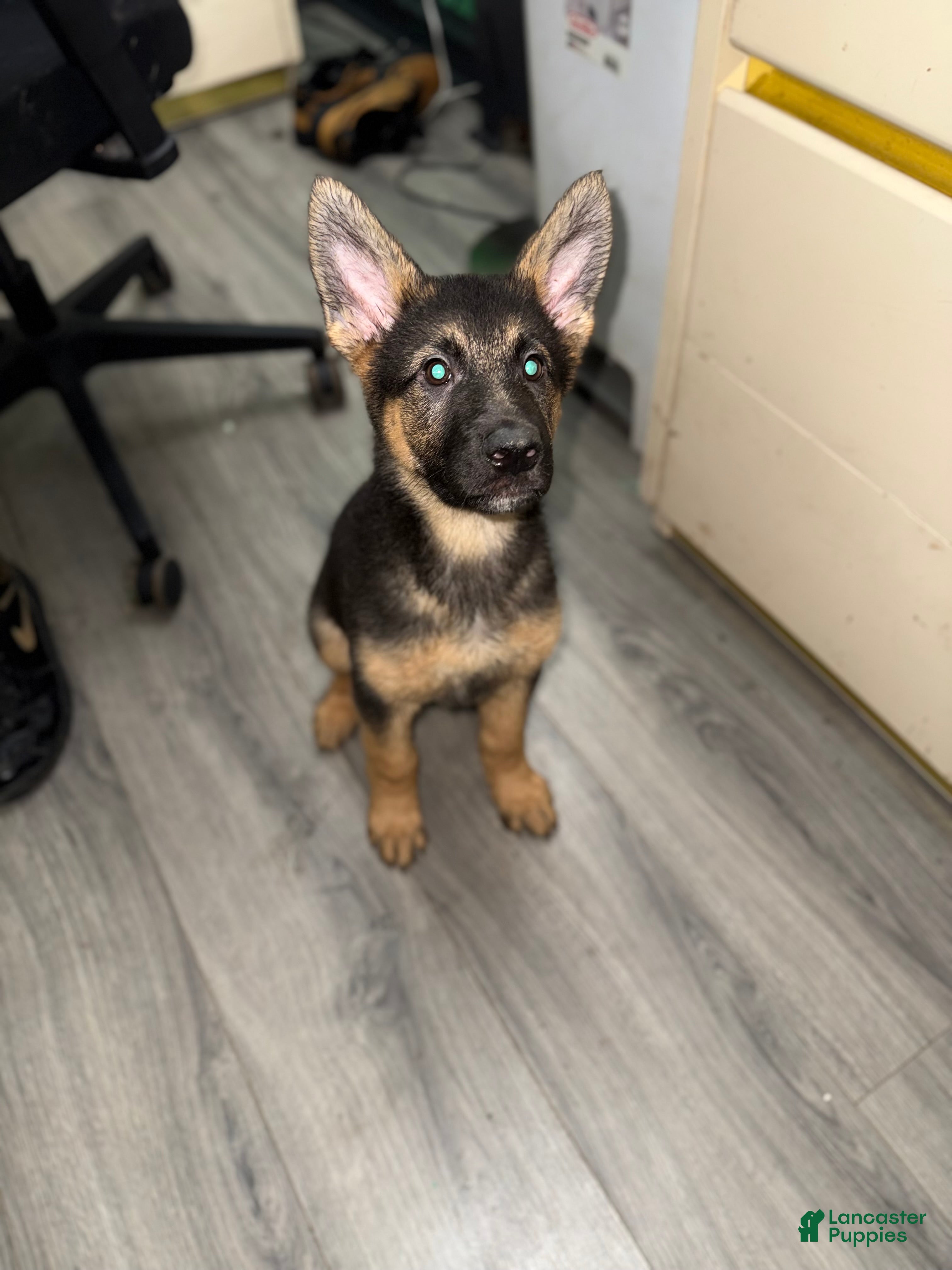 German Shepherd dogs Noelle  - Ad 1