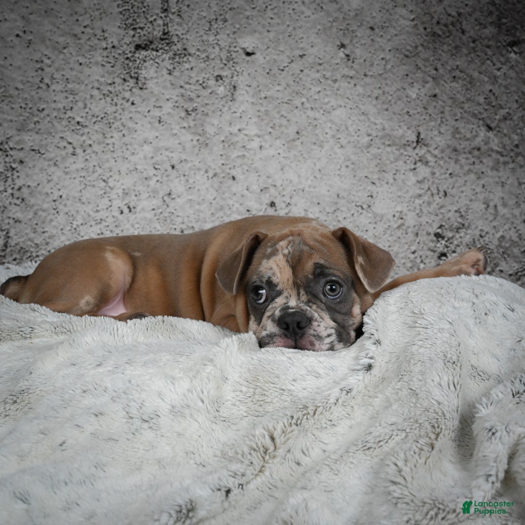 French Bulldog dogs for sale: Gus - Ad 10
