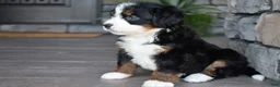 Mini Bernedoodle dogs for sale: Carla - Ad 4