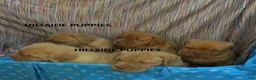 Dogue De Bordeaux dogs for sale: Dogue De Bordeaux 1 - Ad 4