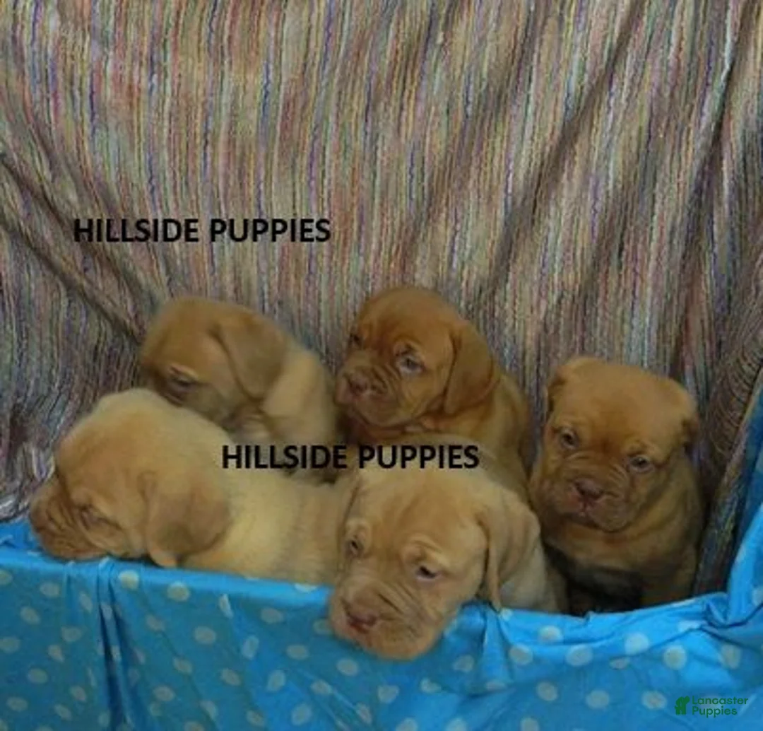 Dogue De Bordeaux dogs for sale: Dogue De Bordeaux 1 - Ad 4