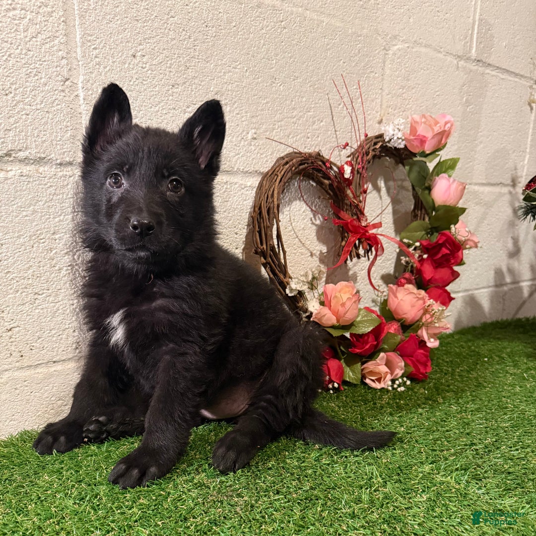 German Shepherd dogs for sale: SCAMPI - Ad 3