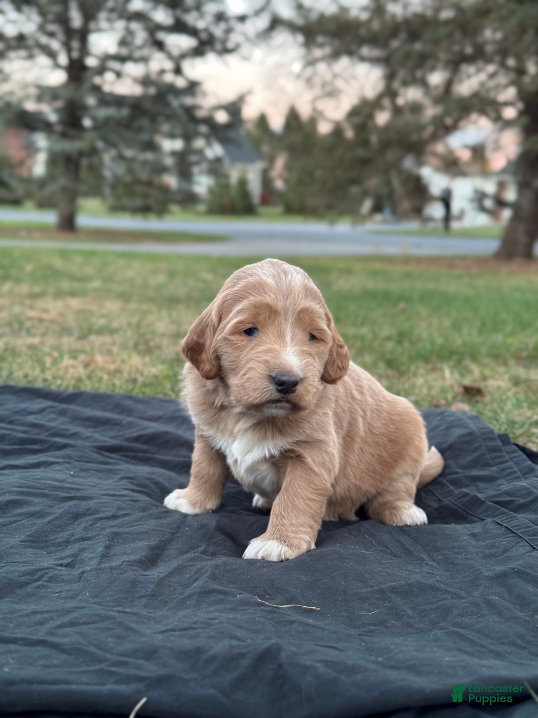 Mixed Breed dogs for sale: Mabel - Ad 2