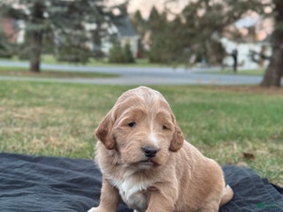 Mixed Breed dogs Mabel - Ad 17