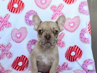 French Bulldog dogs Boston - Ad 24