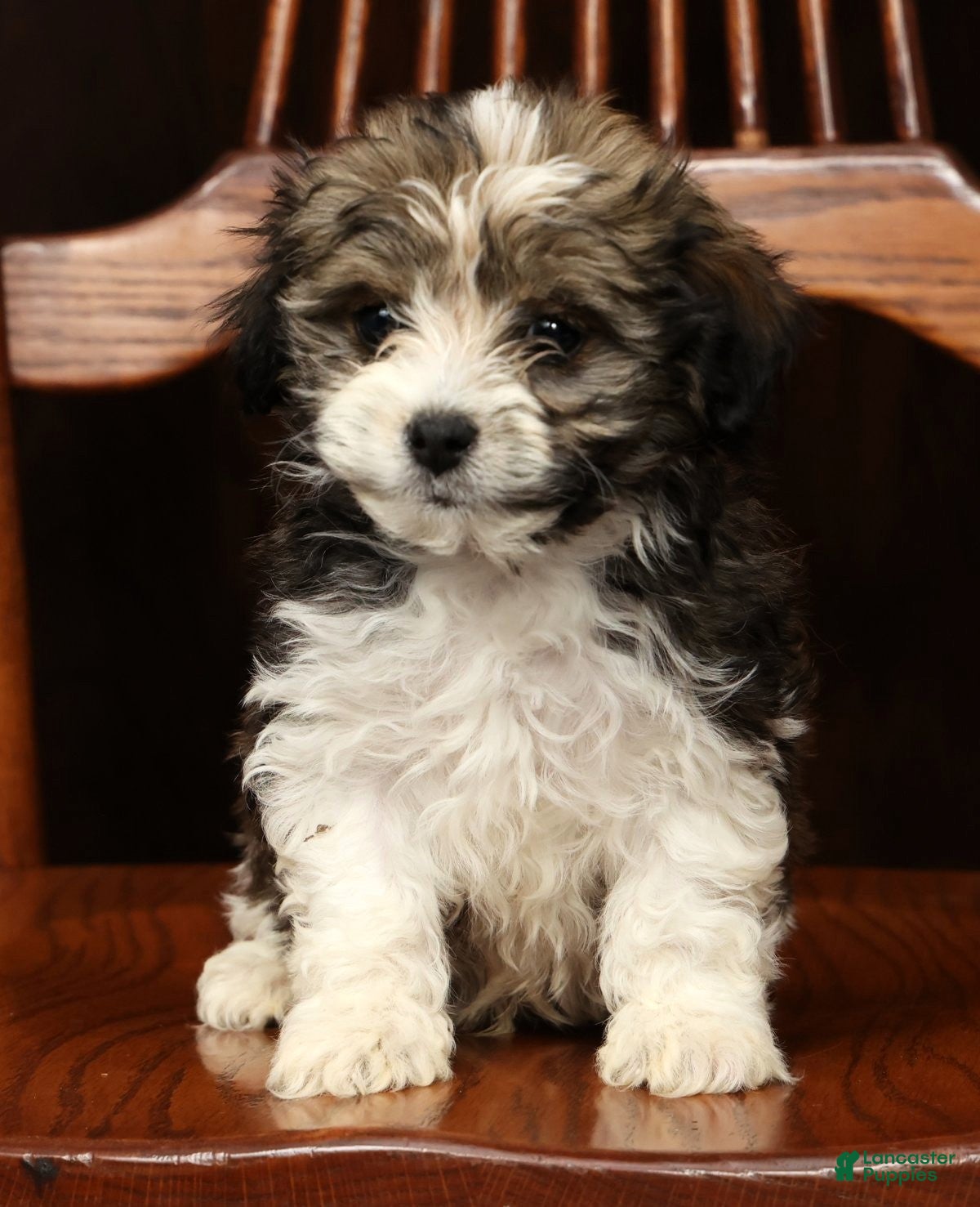 Havanese dogs AJ - Ad 2